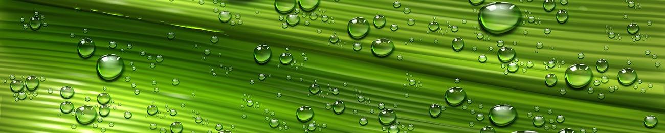 Gotas de agua sobre hoja de palma. Sensación de frescor. Muy agradable.