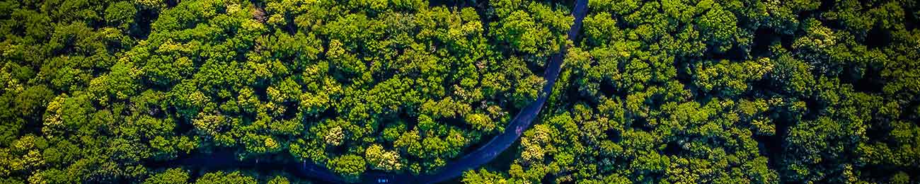 Río atravesando vegetación frondosa. Sensación de vida. Plantamos un árbol por cada producto vendido.